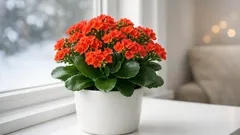 How to care for florist kalanchoe so it blooms longer all winter