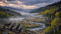 How Yellowstone wolves helped bring back aspen trees after 80 years